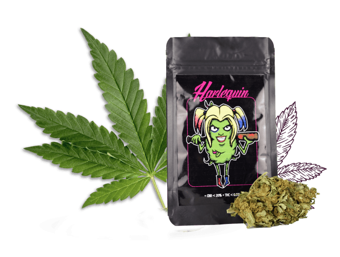 HARLEQUIN-HEMPLIFE-min
