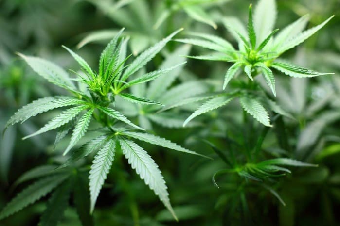 cannabis curiosità